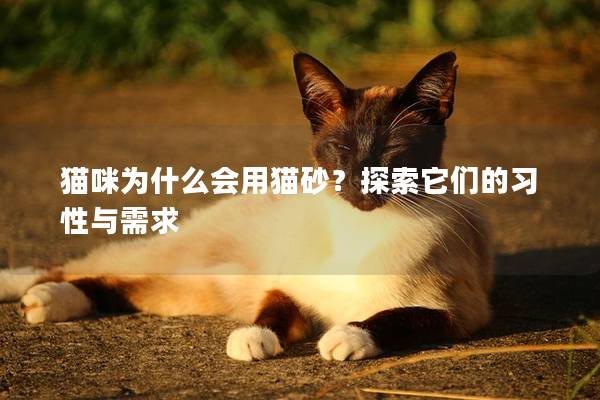 猫咪为什么会用猫砂？探索它们的习性与需求