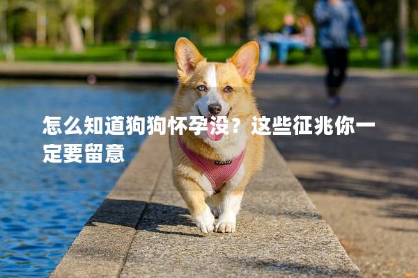 怎么知道狗狗怀孕没？这些征兆你一定要留意