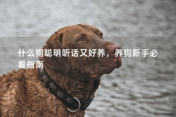 什么狗聪明听话又好养，养狗新手必看指南