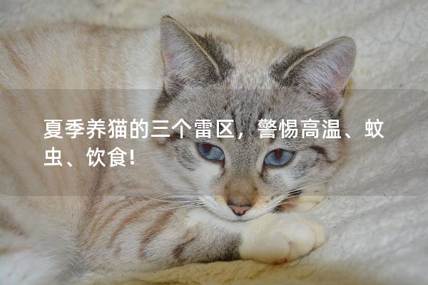 夏季养猫的三个雷区，警惕高温、蚊虫、饮食!