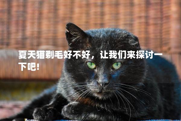 夏天猫剃毛好不好，让我们来探讨一下吧!