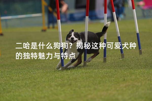 二哈是什么狗狗？揭秘这种可爱犬种的独特魅力与特点