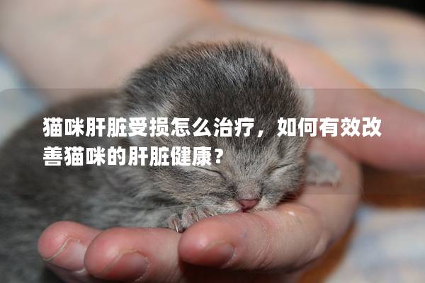 猫咪肝脏受损怎么治疗，如何有效改善猫咪的肝脏健康？