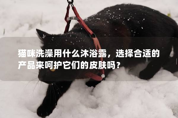 猫咪洗澡用什么沐浴露，选择合适的产品来呵护它们的皮肤吗？