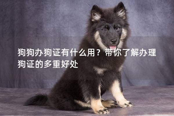 狗狗办狗证有什么用？带你了解办理狗证的多重好处