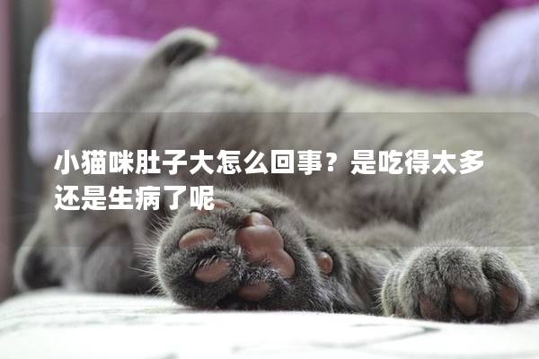 小猫咪肚子大怎么回事？是吃得太多还是生病了呢