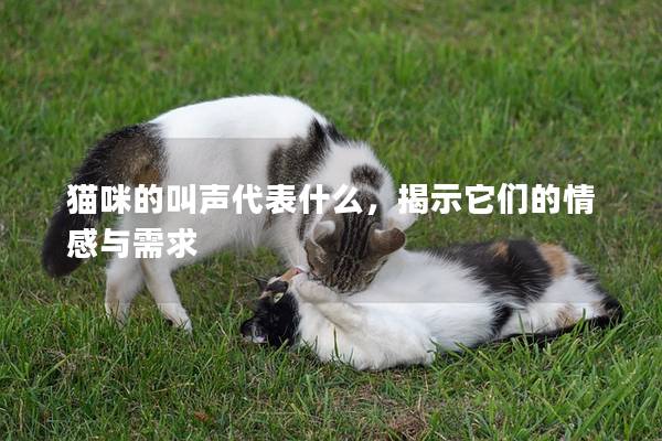 猫咪的叫声代表什么，揭示它们的情感与需求