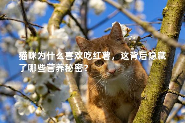 猫咪为什么喜欢吃红薯，这背后隐藏了哪些营养秘密？