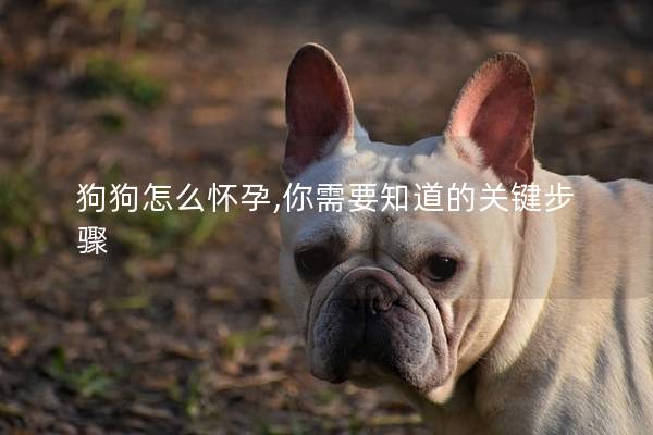 狗狗怎么怀孕,你需要知道的关键步骤