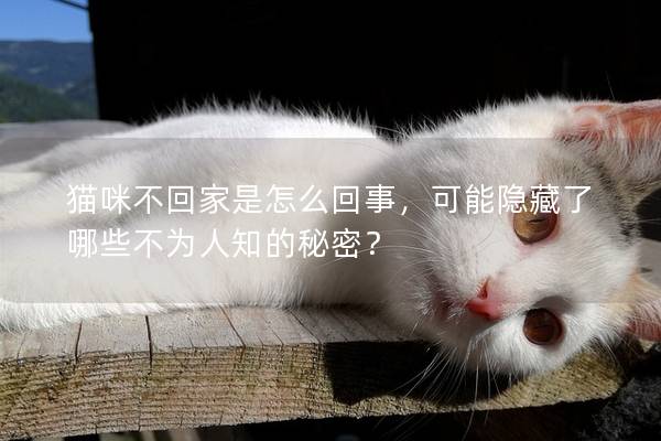 猫咪不回家是怎么回事，可能隐藏了哪些不为人知的秘密？