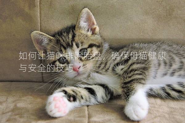 如何让猫咪排除胎盘，确保母猫健康与安全的技巧