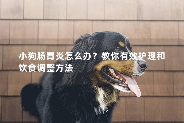 小狗肠胃炎怎么办？教你有效护理和饮食调整方法