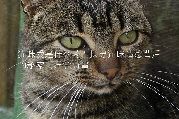 猫咪爱是什么药？探寻猫咪情感背后的秘密与疗愈力量