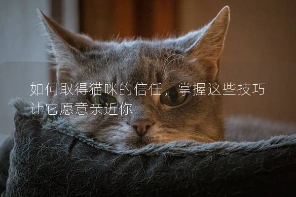 如何取得猫咪的信任，掌握这些技巧让它愿意亲近你