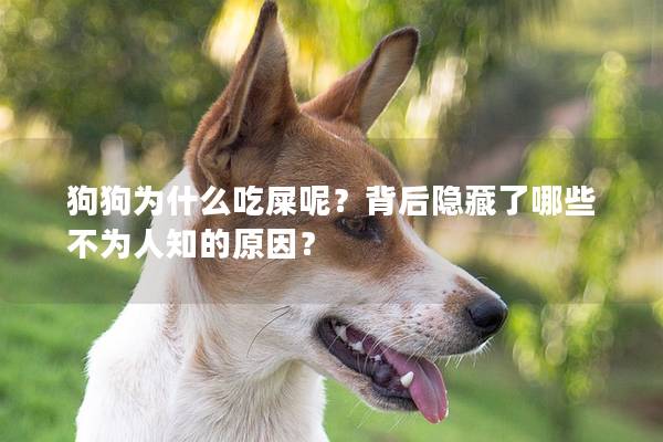 狗狗为什么吃屎呢？背后隐藏了哪些不为人知的原因？