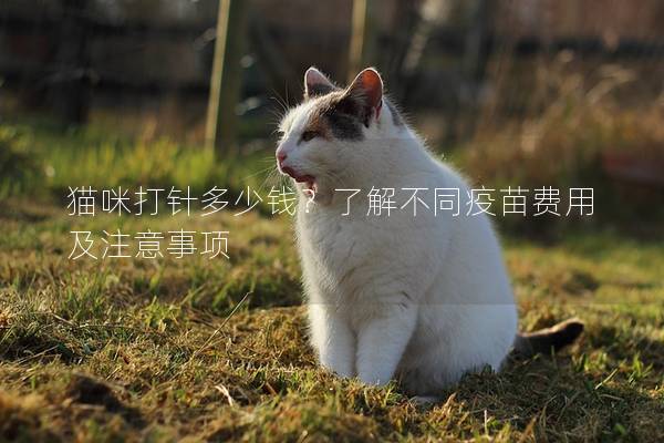 猫咪打针多少钱？了解不同疫苗费用及注意事项