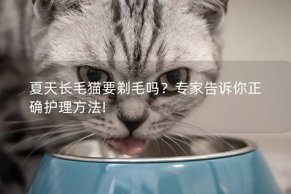 夏天长毛猫要剃毛吗？专家告诉你正确护理方法!