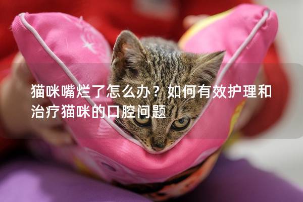 猫咪嘴烂了怎么办？如何有效护理和治疗猫咪的口腔问题