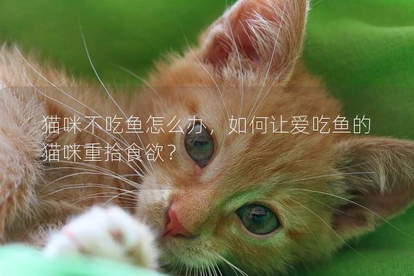 猫咪不吃鱼怎么办，如何让爱吃鱼的猫咪重拾食欲？