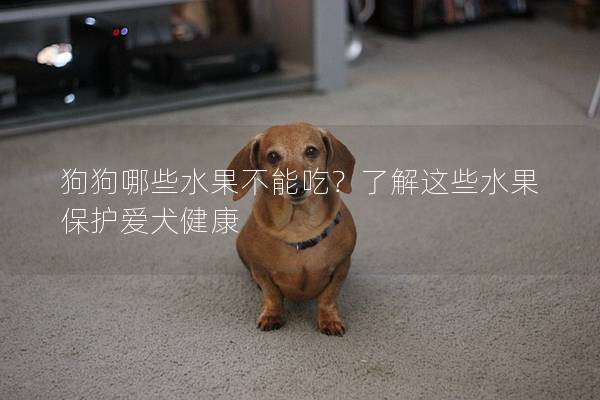 狗狗哪些水果不能吃？了解这些水果保护爱犬健康