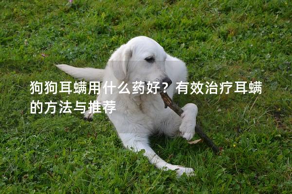 狗狗耳螨用什么药好？有效治疗耳螨的方法与推荐