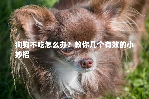 狗狗不吃怎么办？教你几个有效的小妙招