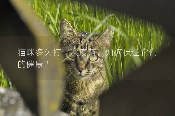 猫咪多久打一次疫苗，如何保证它们的健康？