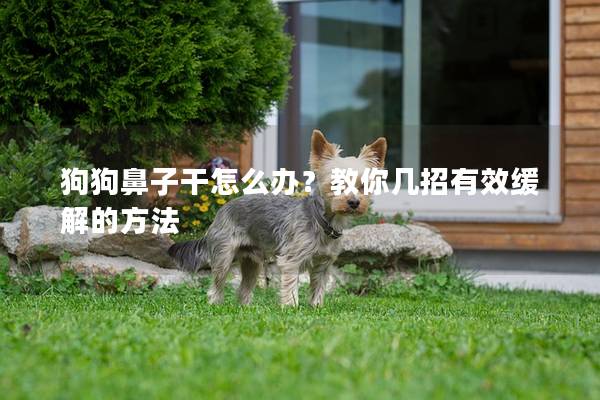 狗狗鼻子干怎么办？教你几招有效缓解的方法