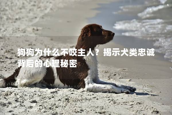 狗狗为什么不咬主人？揭示犬类忠诚背后的心理秘密