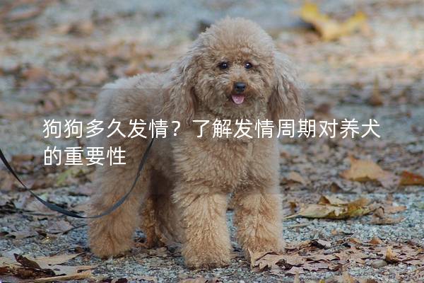 狗狗多久发情？了解发情周期对养犬的重要性