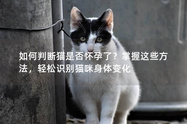 如何判断猫是否怀孕了？掌握这些方法，轻松识别猫咪身体变化