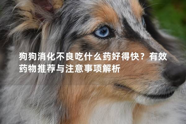 狗狗消化不良吃什么药好得快？有效药物推荐与注意事项解析