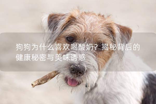 狗狗为什么喜欢喝酸奶？揭秘背后的健康秘密与美味诱惑