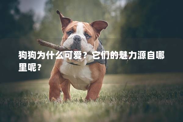 狗狗为什么可爱？它们的魅力源自哪里呢？