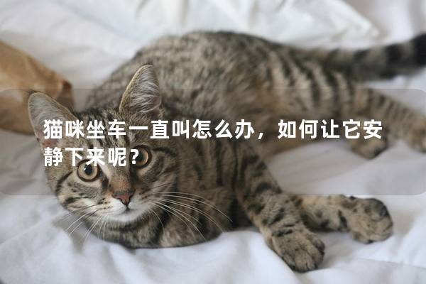 猫咪坐车一直叫怎么办，如何让它安静下来呢？