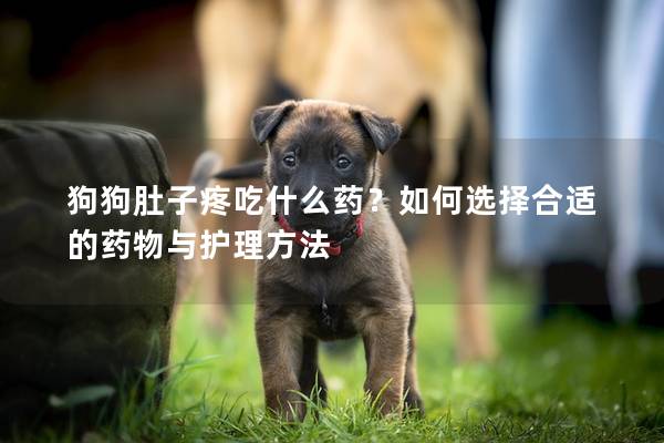 狗狗肚子疼吃什么药？如何选择合适的药物与护理方法