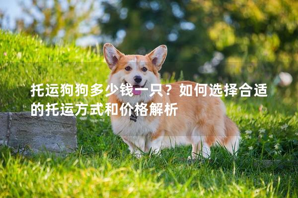 托运狗狗多少钱一只？如何选择合适的托运方式和价格解析