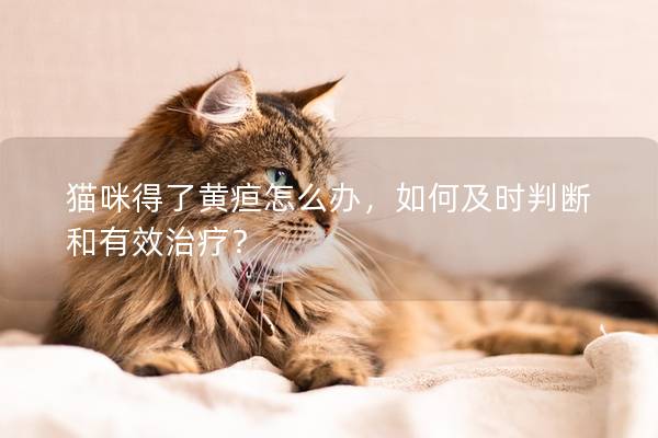 猫咪得了黄疸怎么办，如何及时判断和有效治疗？