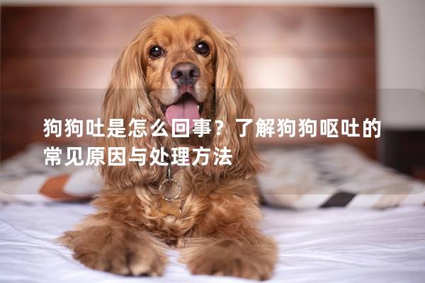 狗狗吐是怎么回事？了解狗狗呕吐的常见原因与处理方法