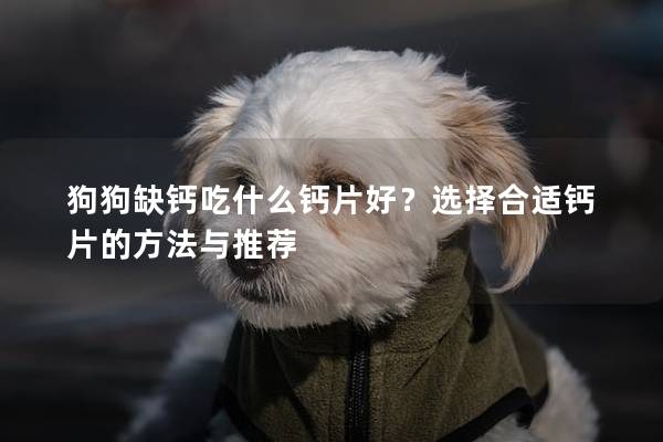 狗狗缺钙吃什么钙片好？选择合适钙片的方法与推荐