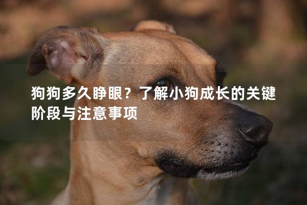 狗狗多久睁眼？了解小狗成长的关键阶段与注意事项