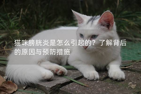 猫咪膀胱炎是怎么引起的？了解背后的原因与预防措施