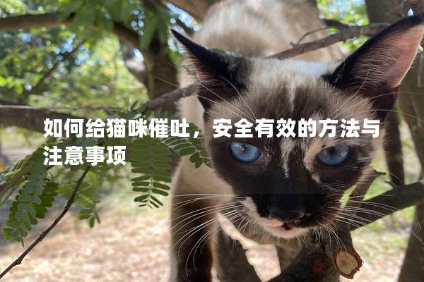 如何给猫咪催吐，安全有效的方法与注意事项