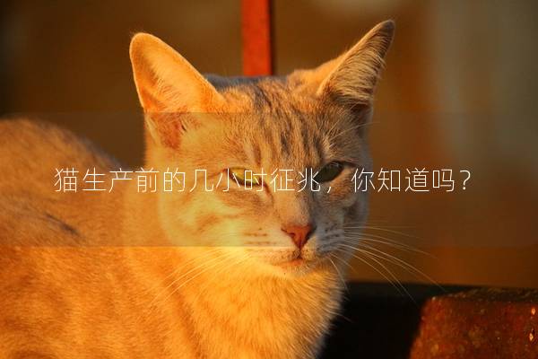 猫生产前的几小时征兆，你知道吗？