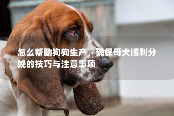 怎么帮助狗狗生产，确保母犬顺利分娩的技巧与注意事项