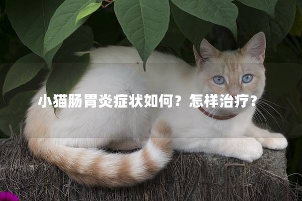 小猫肠胃炎症状如何？怎样治疗？