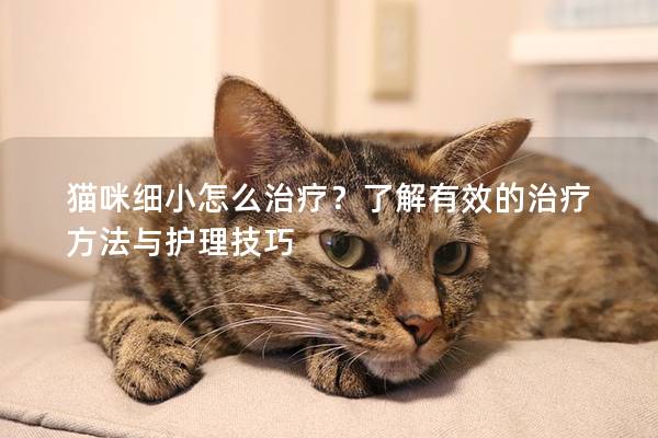 猫咪细小怎么治疗？了解有效的治疗方法与护理技巧