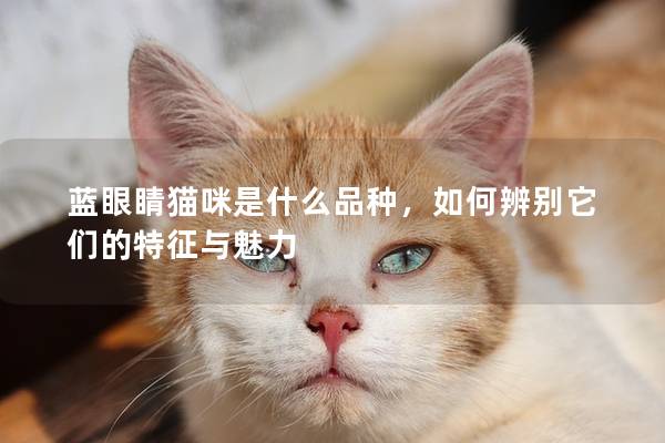 蓝眼睛猫咪是什么品种，如何辨别它们的特征与魅力