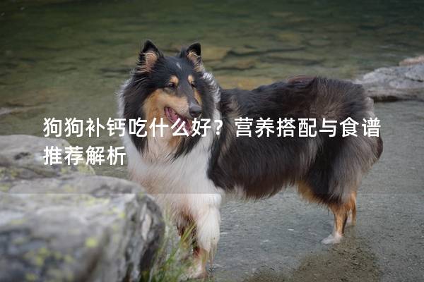 狗狗补钙吃什么好？营养搭配与食谱推荐解析