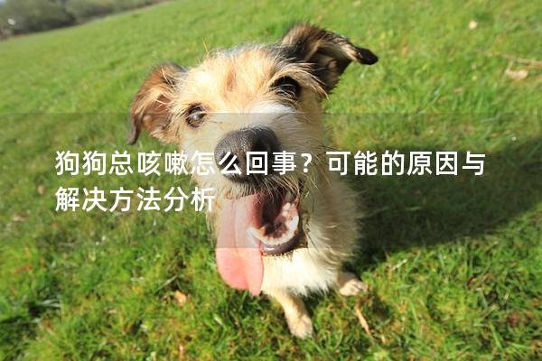 狗狗总咳嗽怎么回事？可能的原因与解决方法分析